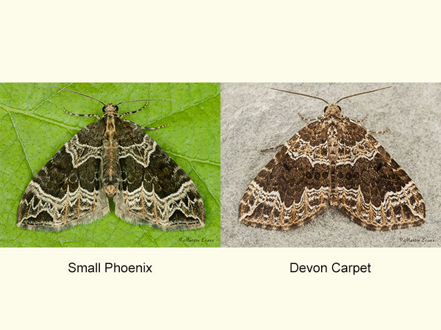  70.094 Small Phoenix and Devon Carpet Copyright Martin Evans 