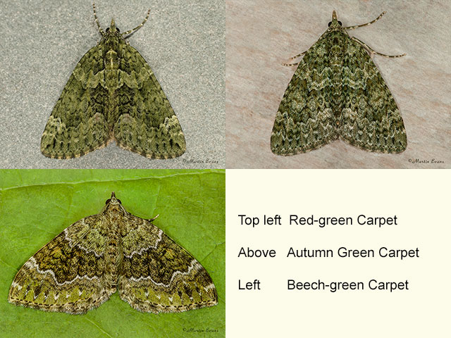  70.095 Red-green Carpet, Autumn Green Carpet, Beecg-green Carpet Copyright Martin Evans 