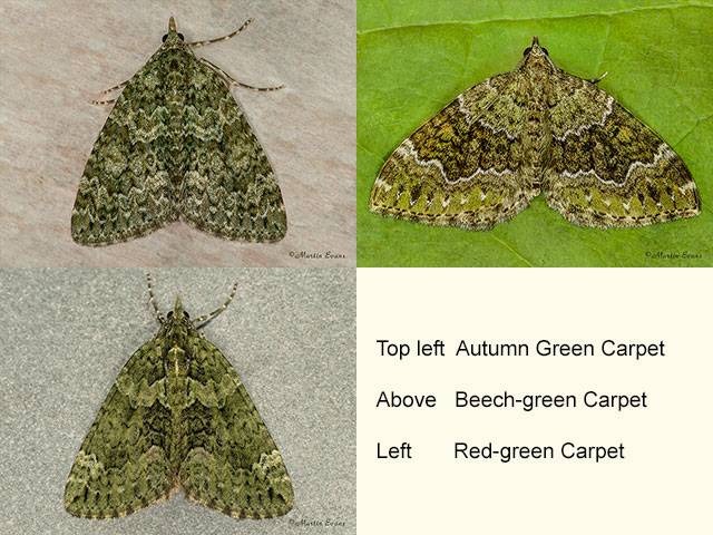  70.096 Autumn Green Carpet, Beech-green Carpet, Red-green Carpet Copyright Martin Evans 