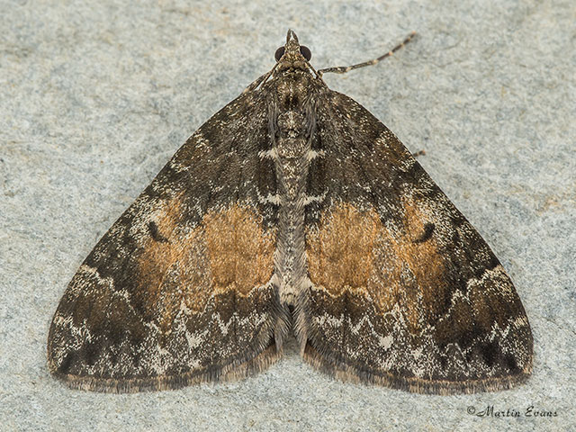  70.097 Common Marbled Carpet Copyright Martin Evans 