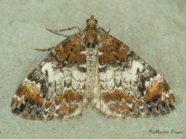  70.097 Common Marbled Carpet Copyright Martin Evans 