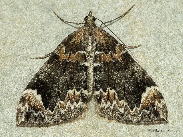  70.098 Dark Marbled Carpet Copyright Martin Evans 