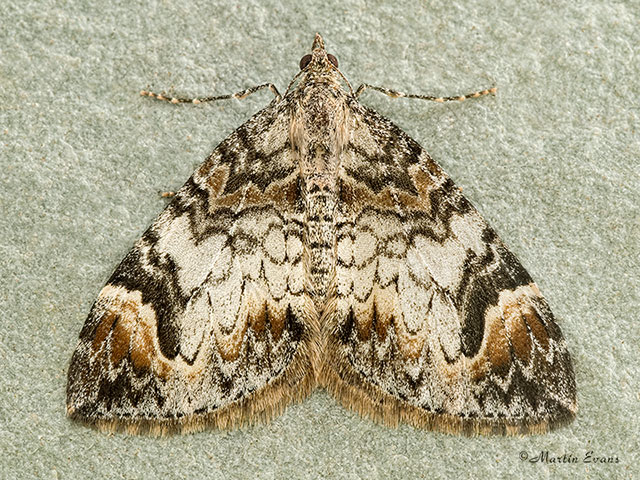  70.098 Dark Marbled Carpet Copyright Martin Evans 