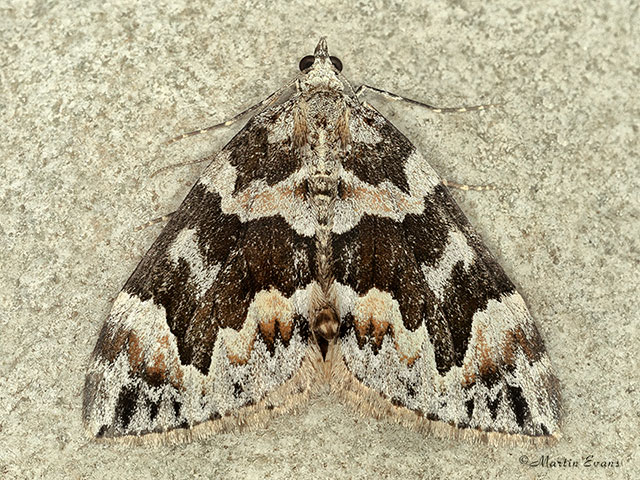  70.098 Dark Marbled Carpet Copyright Martin Evans 