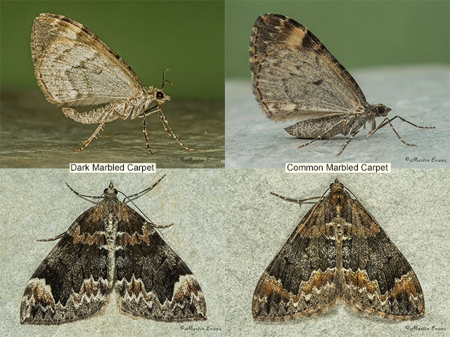  70.098 Dark Marbled Carpet & Common Marbled Carpet Copyright Martin Evans 