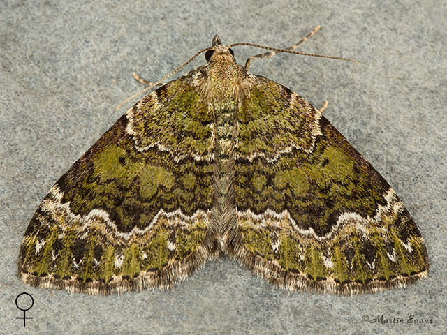  70.099 Beech-green Carpet female Copyright Martin Evans 