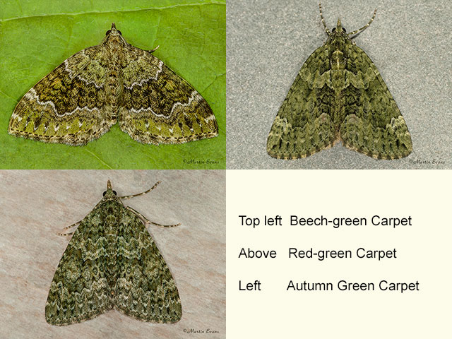  70.099 Beech-green Carpet, Red-green Carpet, Autumn Green Carpet Copyright Martin Evans 