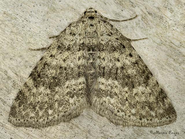  70.101 Mottled Grey Copyright Martin Evans 