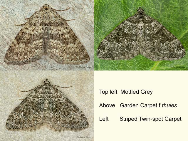  70.101 Mottled Grey, Garden Carpet f.thules and Striped Twin-spot Carpet Copyright Martin Evans 