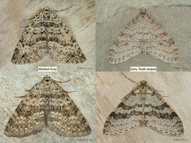  70.101 Mottled Greyand Early Tooth-striped Copyright Martin Evans 