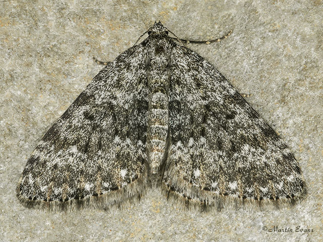  70.102 Striped Twin-spot Carpet Copyright Martin Evans 