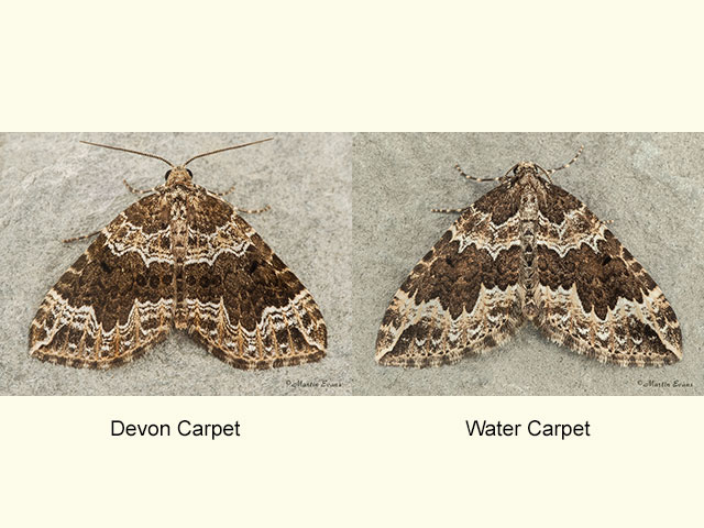  70.104 Devon Carpet and Water Carpet Copyright Martin Evans 