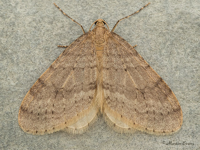  70.105 Northern Winter Moth Copyright Martin Evans 