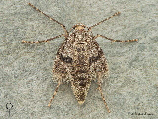  70.105 Northern Winter Moth female Copyright Martin Evans 