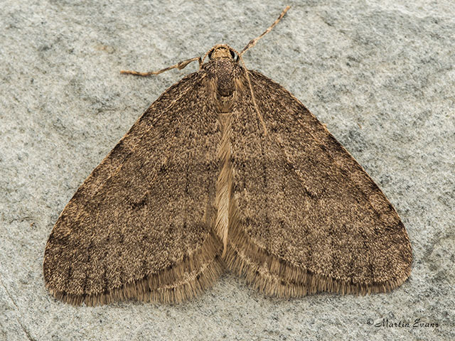  70.106 Winter Moth Copyright Martin Evans 