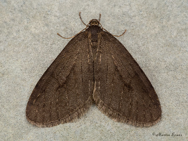  70.106 Winter Moth melanic form Copyright Martin Evans 