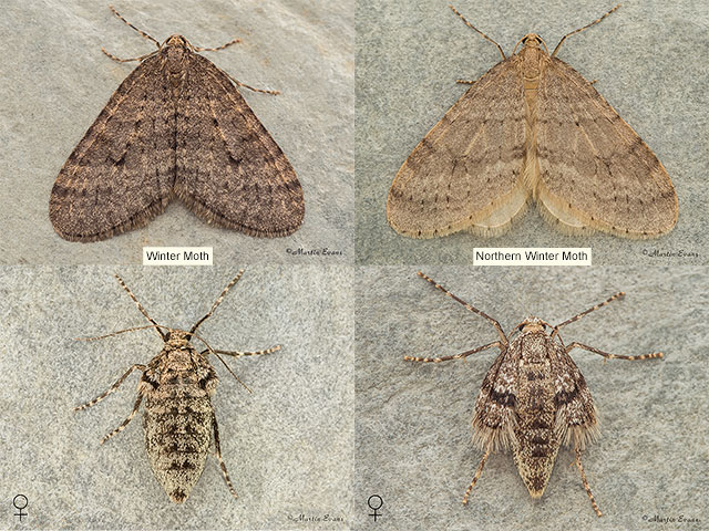  70.106 Winter Moth and Northern Winter Moth Copyright Martin Evans 