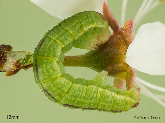  70.107 November Moth larva 13mm Copyright Martin Evans 