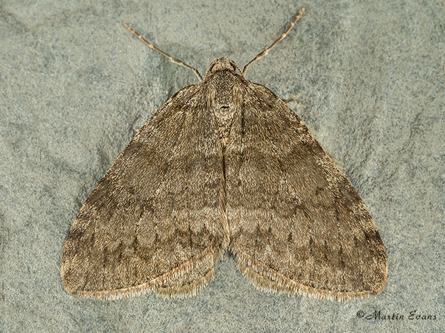  70.108 Pale November Moth Copyright Martin Evans 