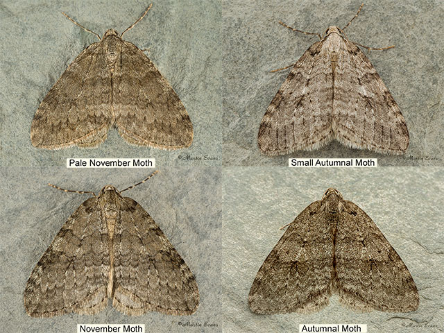  70.108 Pale November Moth, Autumnal Moth, November Moth Copyright Martin Evans 