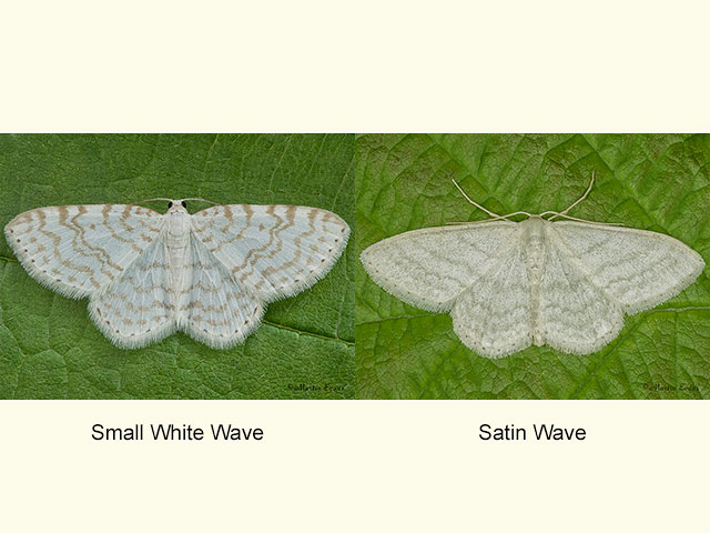  70.111 Small White Wave and Satin Wave Copyright Martin Evans 