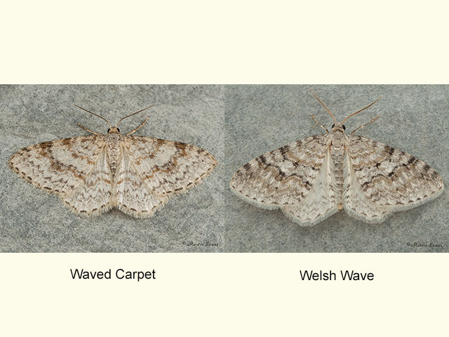  70.113 Waved Carpet and Welsh Wave Copyright Martin Evans 