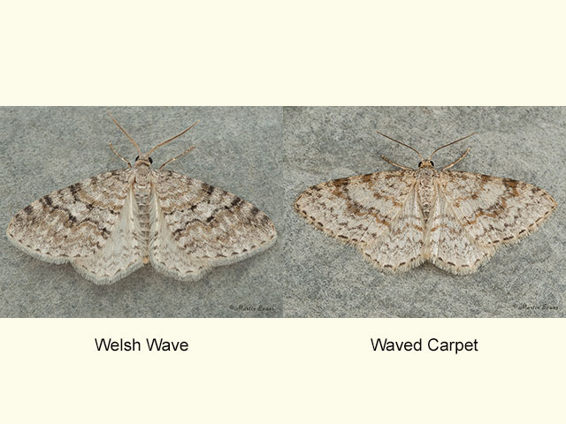  70.115 Welsh Wave and Waved Carpet Copyright Martin Evans 