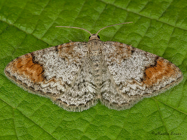  70.116 Blomers Rivulet Copyright Martin Evans 