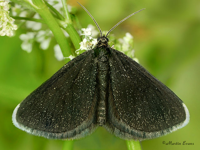  70.130 Chimney Sweeper Copyright Martin Evans 