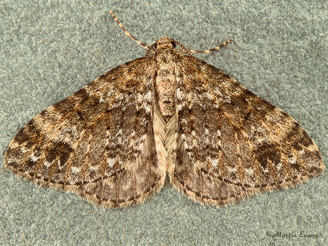  70.131 Twin-spot Carpet Copyright Martin Evans 