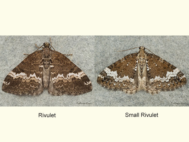  70.132 Rivulet and Small Rivulet Copyright Martin Evans 