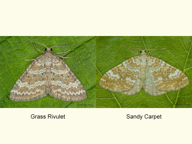  70.137 Grass Rivulet and Sandy Carpet Copyright Martin Evans 