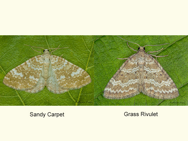  70.138 Sandy Carpet and Grass Rivulet Copyright Martin Evans 