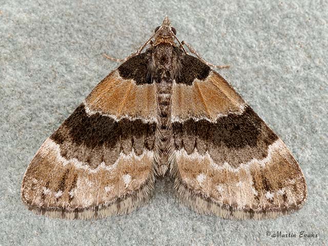  70.139 Barred Carpet Copyright Martin Evans 