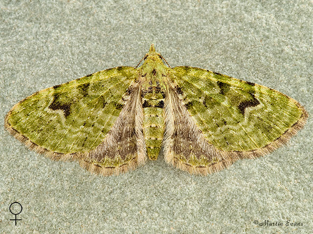  70.142 V-pug female Copyright Martin Evans 