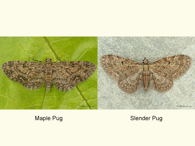  70.148 Maple Pug and Slender Pug Copyright Martin Evans 