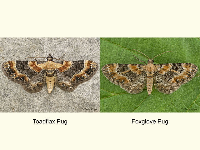  70.150 Toadflax Pug and Foxglove Pug Copyright Martin Evans 