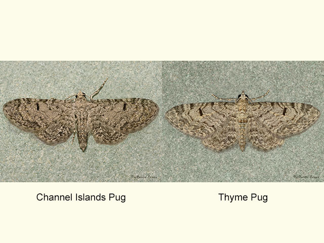  70.152 Channel Islands Pug and Thyme Pug Copyright Martin Evans 