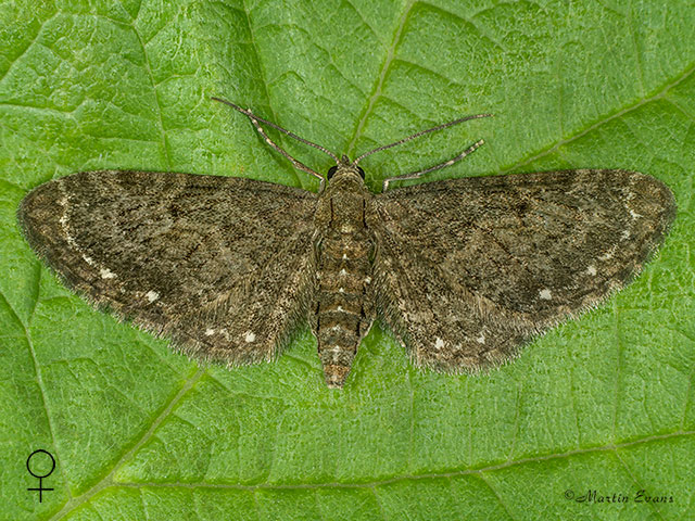  70.160 White-spotted Pug female Copyright Martin Evans 