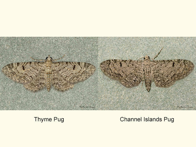  70.172 Thyme Pug and Channel Islands Pug Copyright Martin Evans 