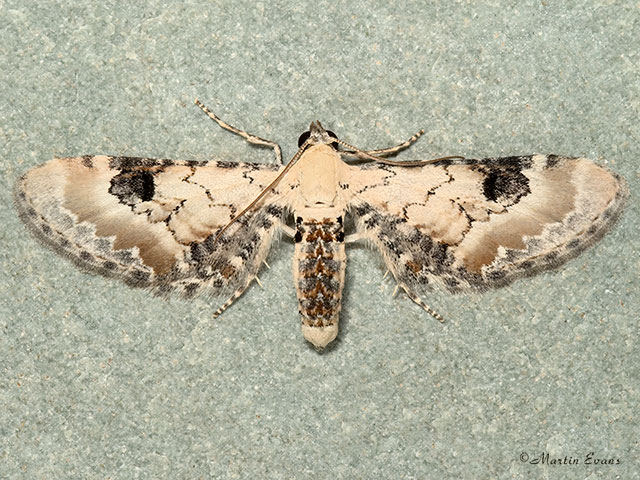  70.173 Lime-speck Pug Copyright Martin Evans 