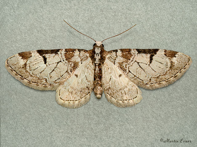  70.174 Pinion-spotted Pug Copyright Martin Evans 