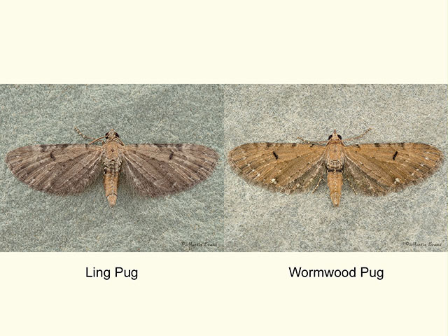  70.1791 Ling Pug and Wormwood Pug Copyright Martin Evans 