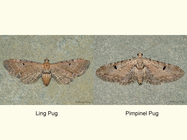  70.1791 Ling Pug and Pimpinel Pug Copyright Martin Evans 