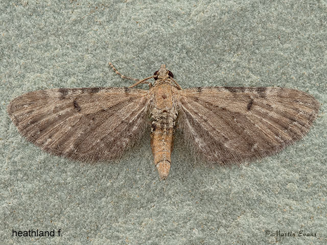  70.179 Wormwood Pug heathland form Copyright Martin Evans 