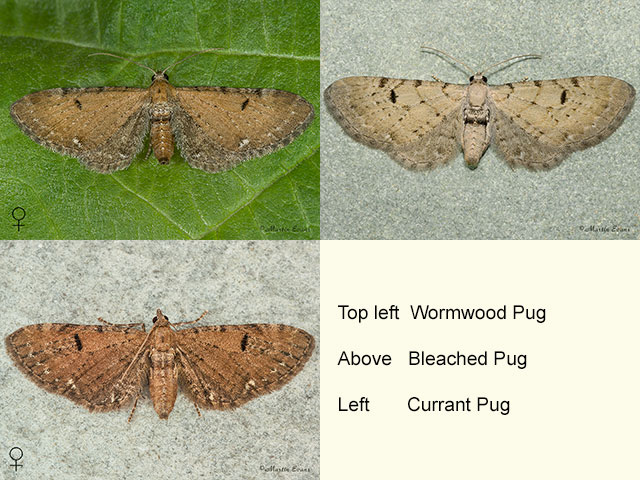  70.179 Wormwood Pug, Bleached Pug and Currant Pug Copyright Martin Evans 