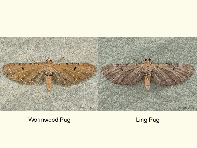  70.179 Wormwood Pug and Ling Pug Copyright Martin Evans 