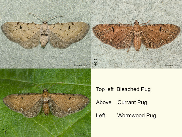  70.180 Bleached Pug, Currant Pug and Wormwood Pug Copyright Martin Evans 
