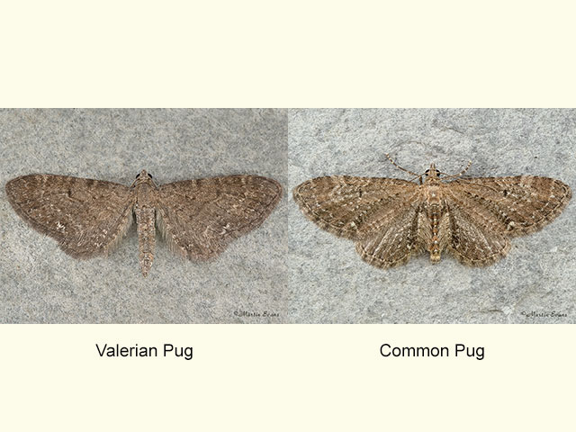  70.181 Valerian Pug and Common Pug Copyright Martin Evans 