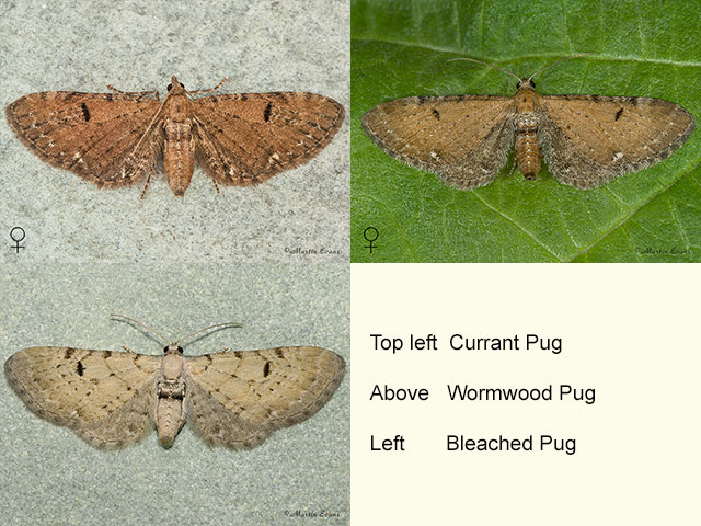  70.182 Currant Pug, Wormwood Pug and Bleached Pug Copyright Martin Evans 